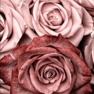 Meet your Posher, Michele